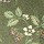 Milliken Carpets: Wildberry Olive